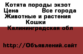 Котята породы экзот › Цена ­ 7 000 - Все города Животные и растения » Кошки   . Калининградская обл.